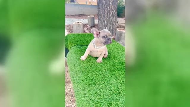 Video preview image #2 French Bulldog Puppy For Sale in WEST HOLLYWOOD, CA, USA