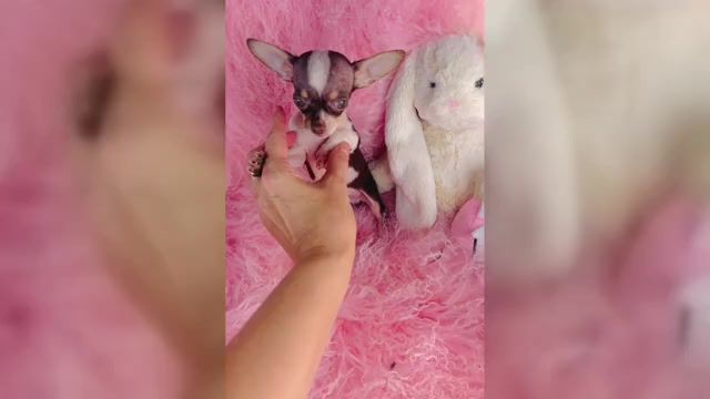 Video preview image #3 Chihuahua Puppy For Sale in THONOTOSASSA, FL, USA