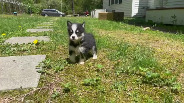 Video preview image #7 Pomsky Puppy For Sale in DRACUT, MA, USA