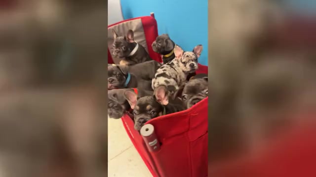 Video preview image #2 French Bulldog Puppy For Sale in VALRICO, FL, USA