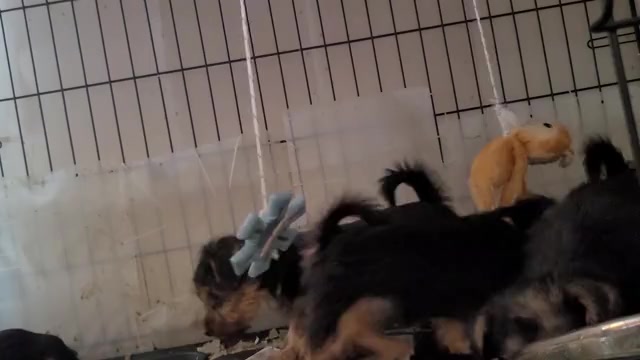 Video preview image #5 Yorkshire Terrier Puppy For Sale in AKRON, OH, USA