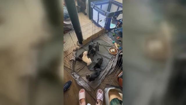 Video preview image #1 Mutt Puppy For Sale in ORANGE, CA, USA