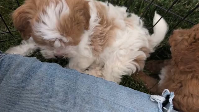 Video preview image #7 Poovanese Puppy For Sale in GOSHEN, IN, USA