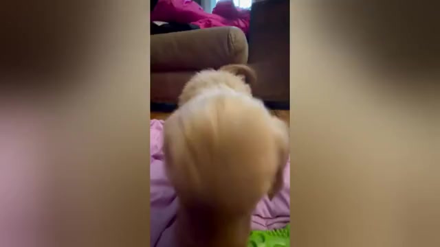 Video preview image #2 Golden Retriever Puppy For Sale in WOODSTOCK, CT, USA