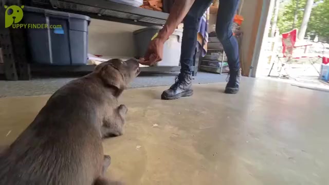Video preview image #1 Labrador Retriever Puppy For Sale in ALEXANDRIA, VA, USA