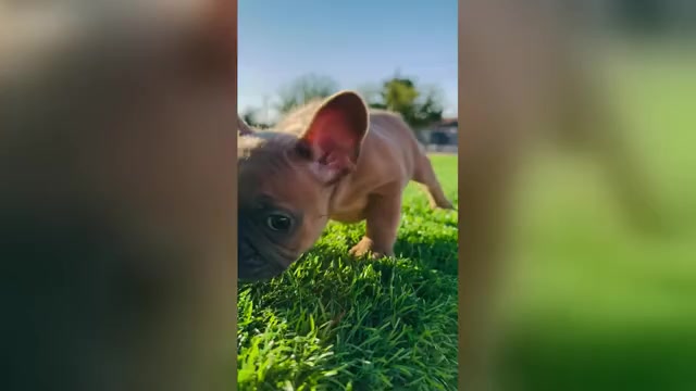 Video preview image #1 French Bulldog Puppy For Sale in NEW YORK, NY, USA