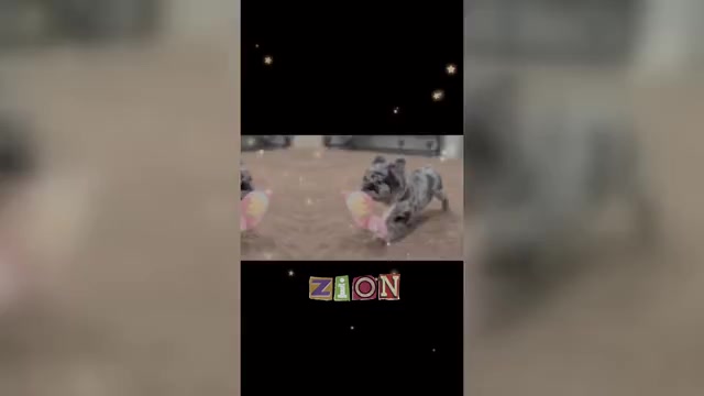Video preview image #27 French Bulldog Puppy For Sale in WARSAW, IN, USA