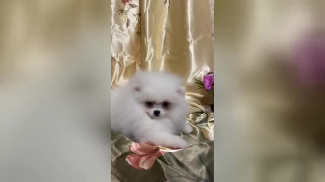 Video preview image #1 Miniature Spitz Puppy For Sale in Chisinau, Chisinau Municipality, Moldova