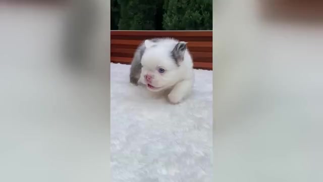 Video preview image #2 French Bulldog Puppy For Sale in SAN DIEGO, CA, USA