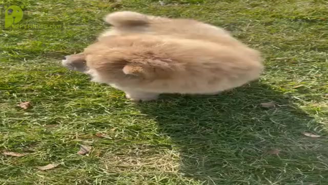 Video preview image #22 Chow Chow Puppy For Sale in NAPPANEE, IN, USA