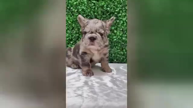 Video preview image #3  Breeder Profile in BURBANK, CA, USA