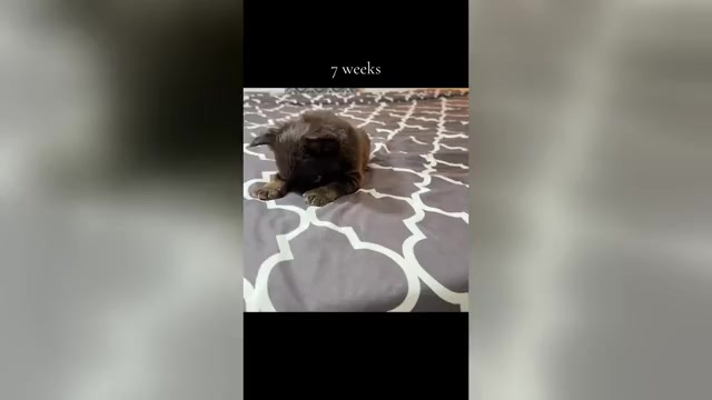 Video preview image #3 French Bulldog Puppy For Sale in PALMDALE, CA, USA
