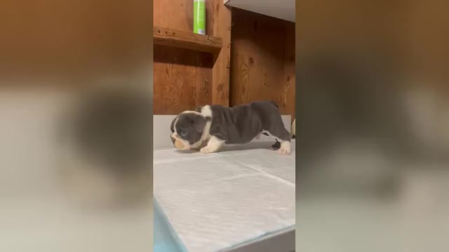 Video preview image #1 English Bulldog Puppy For Sale in RALEIGH, NC, USA