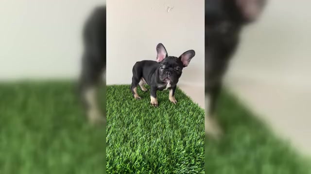 Video preview image #2  Breeder Profile in ROUND ROCK, TX, USA