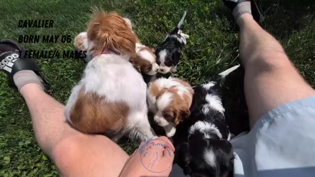Video preview image #4 Cavalier King Charles Spaniel Puppy For Sale in GOSHEN, IN, USA