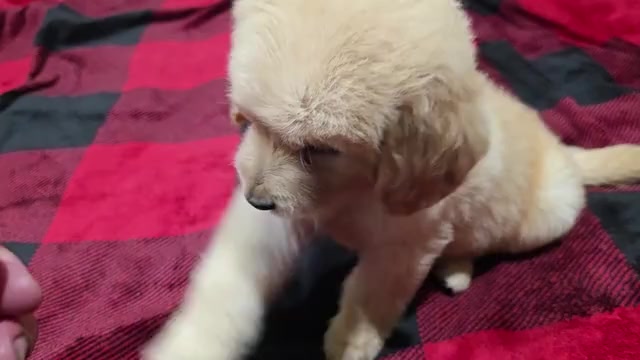 Video preview image #1 Goldendoodle Puppy For Sale in DUBLIN, TX, USA