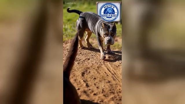 Video preview image #5  Breeder Profile in FORT MITCHELL, AL, USA