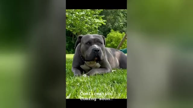 Video preview image #9 American Bully Puppy For Sale in BEULAVILLE, NC, USA