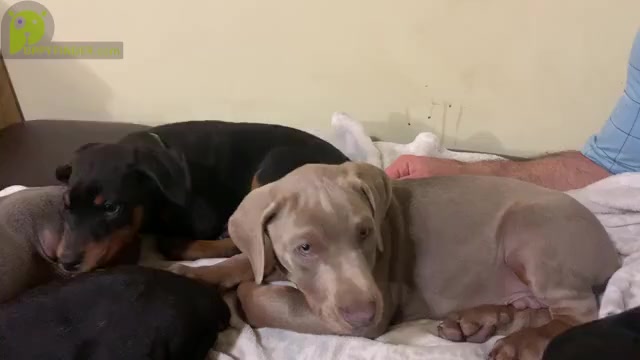 Video preview image #1 Doberman Pinscher Puppy For Sale in BRISTOL, CT, USA