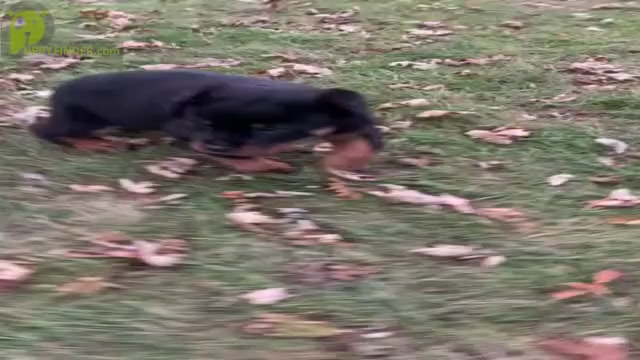 Video preview image #2 Rottweiler Puppy For Sale in NAPPANEE, IN, USA