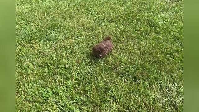 Video preview image #1 Shih Tzu Puppy For Sale in WARSAW, IN, USA