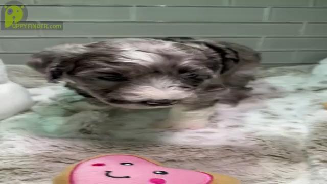 Video preview image #5 Sheepadoodle Puppy For Sale in BROOKSVILLE, FL, USA