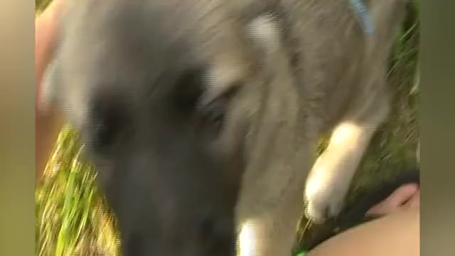 Video preview image #1 German Shepherd Dog Puppy For Sale in PIEDMONT, MO, USA