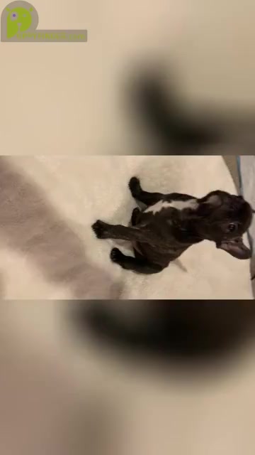 Video preview image #3 French Bulldog Puppy For Sale in MADISONVILLE, KY, USA