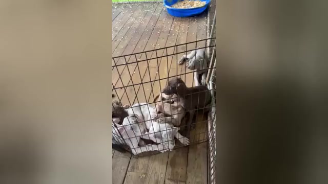 Video preview image #1 Great Dane Puppy For Sale in SPRAGGS, PA, USA
