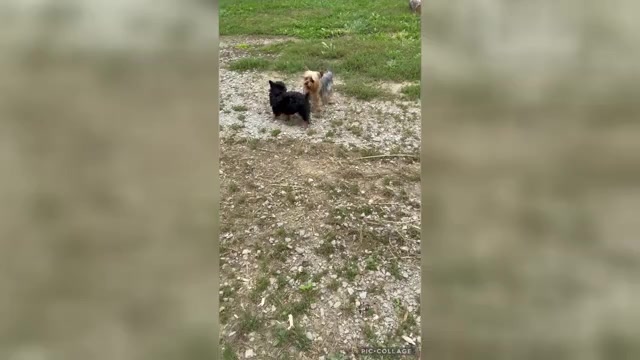 Video preview image #1 Yorkshire Terrier Puppy For Sale in BENNINGTON, IN, USA