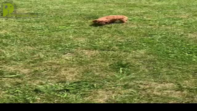 Video preview image #3 Cavapoo Puppy For Sale in WARSAW, IN, USA