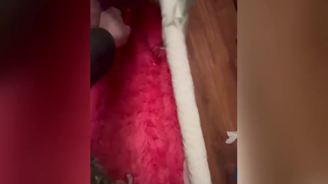 Video preview image #1 Chihuahua Puppy For Sale in TRACY, CA, USA