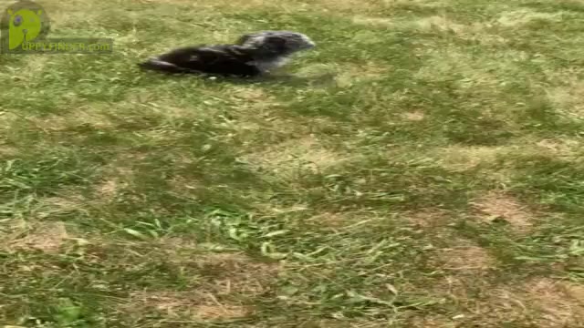 Video preview image #6 Poodle (Miniature) Puppy For Sale in WARSAW, IN, USA
