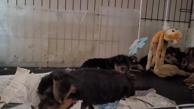 Video preview image #7 Yorkshire Terrier Puppy For Sale in AKRON, OH, USA