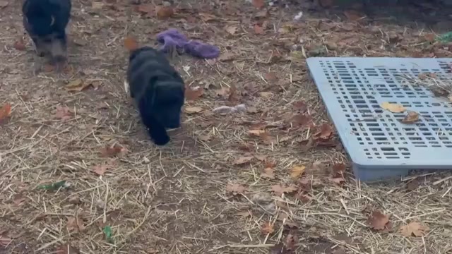 Video preview image #3 German Shepherd Dog Puppy For Sale in NEWVILLE, PA, USA