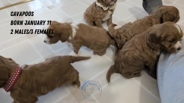Video preview image #2 Cavapoo (Miniature) Puppy For Sale in GOSHEN, IN, USA