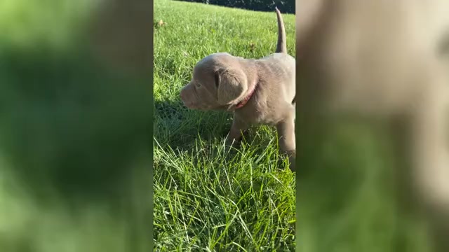 Video preview image #7 Labrador Retriever Puppy For Sale in WALDRON, MI, USA