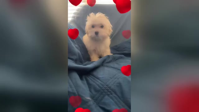 Video preview image #5 Maltipoo (Miniature) Puppy For Sale in HIGH POINT, NC, USA