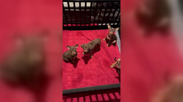 Video preview image #2 Miniature Pinscher Puppy For Sale in SUMMERVILLE, SC, USA