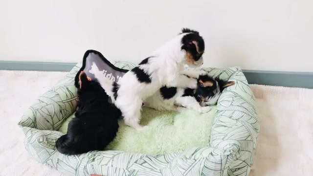 Video preview image #4 Yorkshire Terrier Puppy For Sale in MILWAUKEE, WI, USA