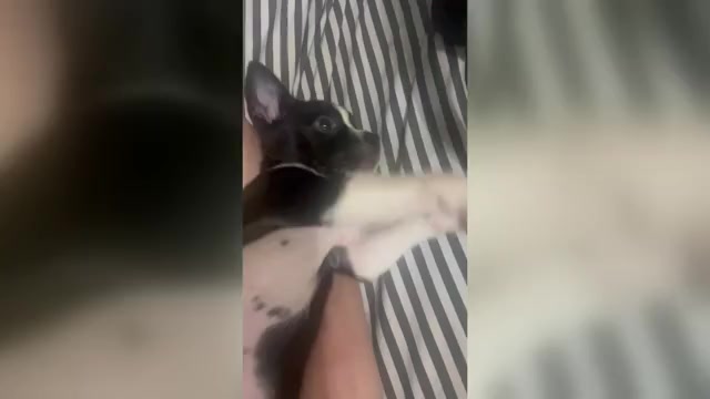 Video preview image #1 Boston Terrier Puppy For Sale in BURLINGTON TOWNSHIP, NJ, USA