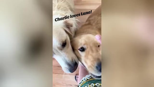 Video preview image #1 Golden Retriever Puppy For Sale in CLOVERDALE, CA, USA