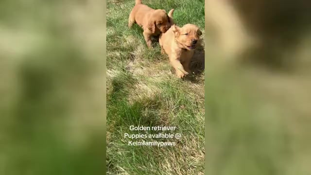 Video preview image #2 Golden Retriever Puppy For Sale in FREDERICKSBG, OH, USA