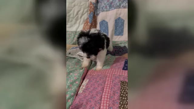 Video preview image #1 Cavapoo (Miniature) Puppy For Sale in MUNFORDVILLE, KY, USA