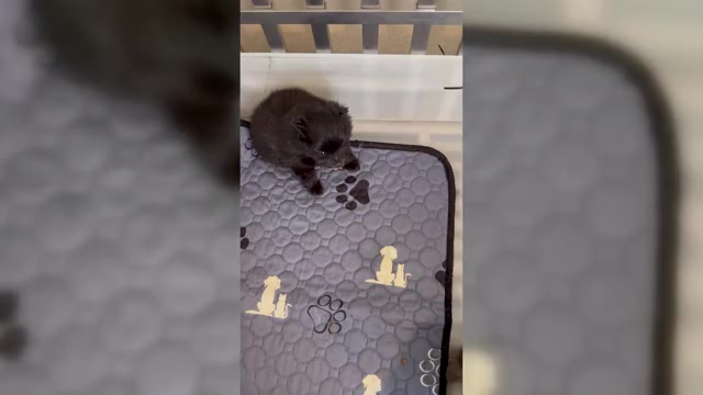 Video preview image #3  Breeder Profile in BLACKSHEAR, GA, USA