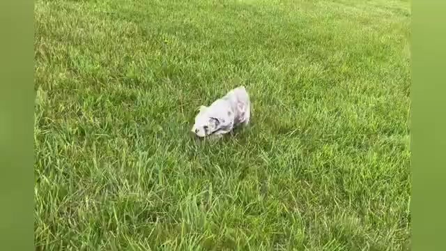 Video preview image #1 English Bulldog Puppy For Sale in WARSAW, IN, USA