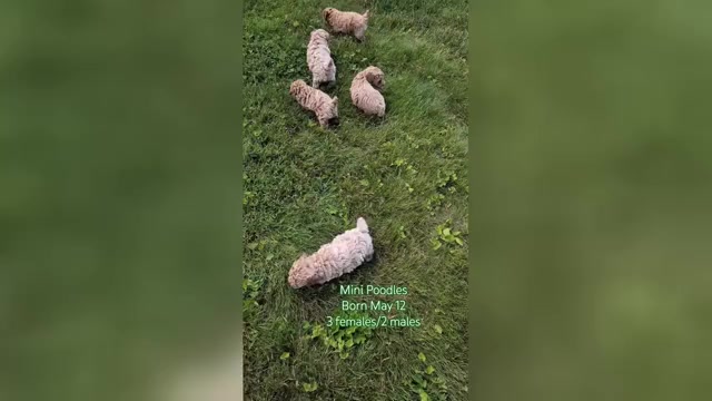 Video preview image #8  Breeder Profile in GOSHEN, IN, USA