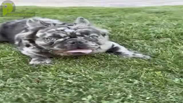 Video preview image #1  Breeder Profile in PALMDALE, CA, USA