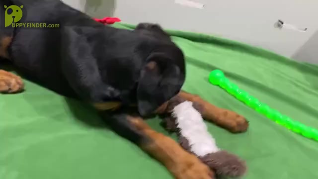 Video preview image #2 Rottweiler Puppy For Sale in NORMAL, IL, USA