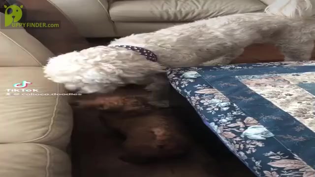 Video preview image #7  Breeder Profile in Okotoks, Alberta, Canada